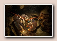 Homarus gammarus, Scharendijke, Nederland, april 2014